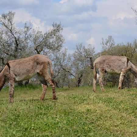 Agriturismo La Lampada Di Atena Vetralla Ngoại thất bức ảnh